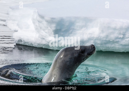 Erwachsene Krabbenfresserrobbe (Lobodon Carcinophaga), Dichtung Cuverville Island, nahe der antarktischen Halbinsel, Südpolarmeer, Polarregionen Stockfoto