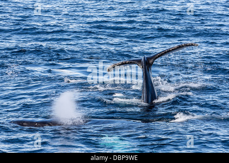 Erwachsenen Buckelwale (Impressionen Novaeangliae), Dallmann Bay, Antarktis, Südlicher Ozean, Polarregionen Stockfoto