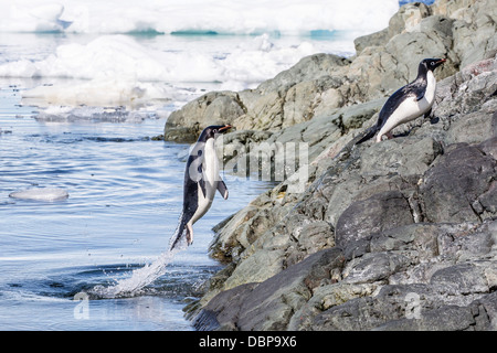 Adelie-Pinguine (Pygoscelis Adeliae), Yalour Inseln, antarktische Halbinsel, Antarktis, Polarregionen Stockfoto