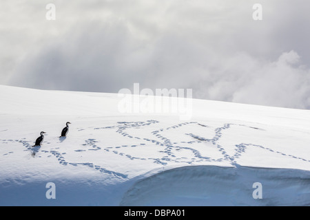 Erwachsenen Antarktis Shags (Phalacrocorax (Atriceps) Bransfieldensis) auf Schnee im Enterprise-Inseln, Antarktis, Polarregionen Stockfoto
