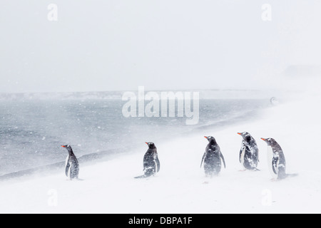 Erwachsenen Gentoo Penguins (Pygoscelis Papua) Schneesturm, Port Foster, Deception Island, Antarktis, Südlicher Ozean, Polarregionen Stockfoto