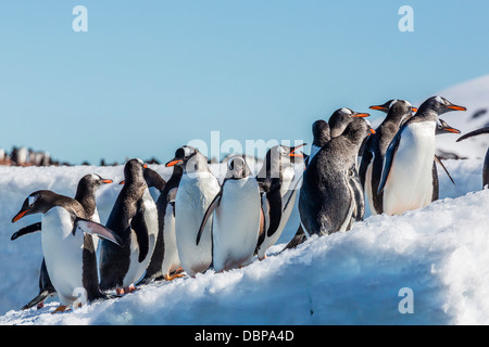 Erwachsenen Gentoo Penguin (Pygoscelis Papua) auf dem Eis in Mickelson Harbor, Antarktis, Südlicher Ozean, Polarregionen Stockfoto