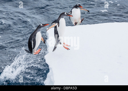 Erwachsenen Gentoo Penguins (Pygoscelis Papua) springen auf Eis im Enterprise-Inseln, Antarktis, Südlicher Ozean, Polarregionen Stockfoto
