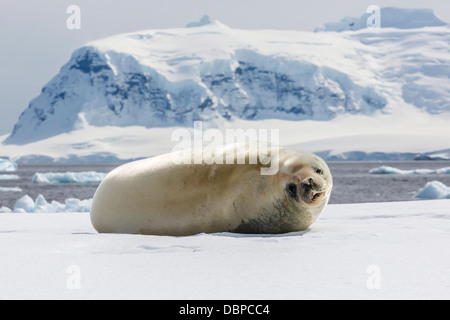 Erwachsene Krabbenfresserrobbe (Lobodon Carcinophaga), Dichtung Cuverville Island, nahe der antarktischen Halbinsel, Südpolarmeer, Polarregionen Stockfoto