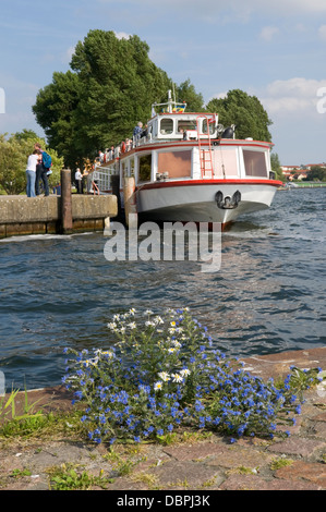 Wilde Blumen wachsen auf dem Kai in Waren, Müritz, Mecklenburg, Deutschland, Stockfoto