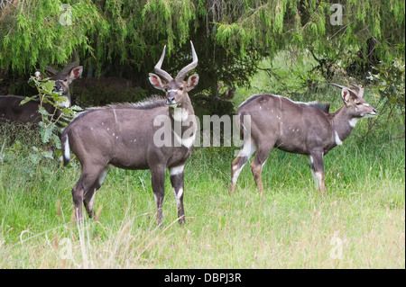 Männliche Berg Nyala (Tragelaphus Buxtoni) (Balbok), Bale Mountains, Äthiopien, Afrika Stockfoto