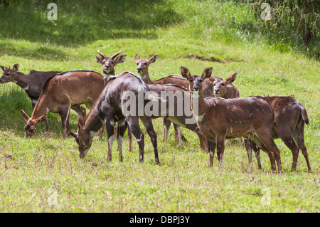 Herde von Berg Nyalas (Tragelaphus Buxtoni) (Balbok), Bale Mountains, Äthiopien, Afrika Stockfoto