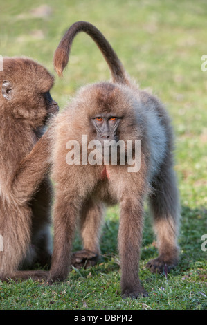 Gelada Paviane (Theropithecus Gelada) pflegen einander, Simien Mountains Nationalpark, Amhara Region, Äthiopien Stockfoto