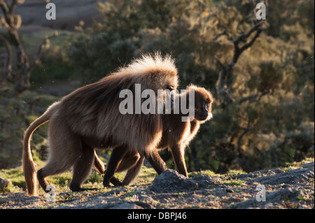 Gelada Paviane (Theropithecus Gelada) auf einer Klippe bei Sonnenuntergang, Simien Mountains Nationalpark, Amhara Region, Äthiopien Stockfoto