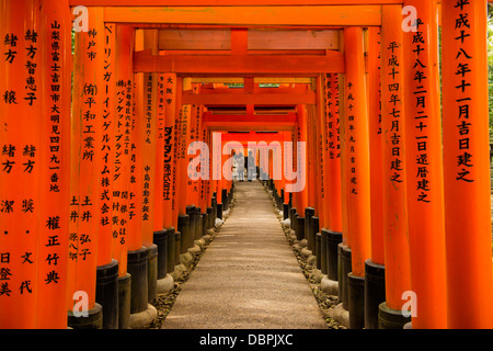 Die endlosen roten Tore (Torii) Kyotos Fushimi Inari Schrein, Kyoto, Japan, Asien Stockfoto