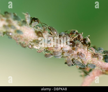 Ameisen und Läuse auf einer Anlage Stockfoto