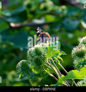 Betchworth, Surrey, UK. 2. August 2013. Eine rote Admiral Butterfly Vanessa Atalanta beruht auf einer Klette Blume in einem Feuchtgebiet Wiese am Ufer des River Mole am Betchworth, Surrey Donnerstag, 1. August 2013. Credit: Foto von Lindsay Constable /Alamy Live-Nachrichten Stockfoto