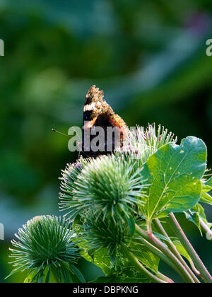 Betchworth, Surrey, UK. 2. August 2013. Eine rote Admiral Butterfly Vanessa Atalanta beruht auf einer Klette Blume in einem Feuchtgebiet Wiese am Ufer des River Mole am Betchworth, Surrey Donnerstag, 1. August 2013. Credit: Foto von Lindsay Constable /Alamy Live-Nachrichten Stockfoto