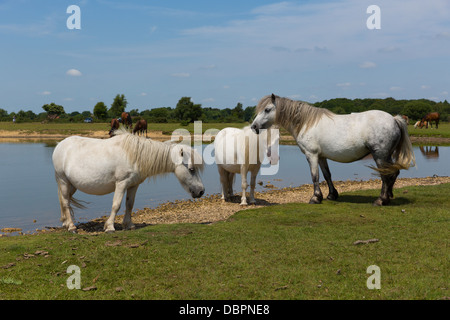 Weiße Ponys See an einem schönen sonnigen Sommertag in New Forest Hampshire Stockfoto