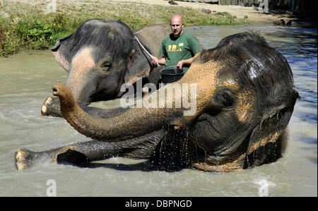 Zoo Usti Nad Labem, Tschechische Republik. 2. August 2013. Weibliche asiatische Elefanten Kala und Delhi werden durch ihre Pfleger Petr Kiebel (nicht abgebildet) und Jan Javurek (Mitte) in Usti Nad Labem Zoo, Tschechische Republik, am 2. August 2013 gekühlt. Bildnachweis: Libor Zavoral/CTK Foto/Alamy Live-Nachrichten Stockfoto