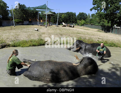 Zoo Usti Nad Labem, Tschechische Republik. 2. August 2013. Weibliche asiatische Elefanten Kala und Delhi werden durch ihre Pfleger Petr Kiebel (links) und Jan Javurek (rechts) in Usti Nad Labem Zoo, Tschechische Republik, am 2. August 2013 gekühlt. Bildnachweis: Libor Zavoral/CTK Foto/Alamy Live-Nachrichten Stockfoto