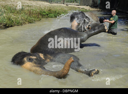 Zoo Usti Nad Labem, Tschechische Republik. 2. August 2013. Weibliche asiatische Elefanten Kala und Delhi werden durch ihre Pfleger Petr Kiebel (nicht abgebildet) und Jan Javurek (rechts) in Usti Nad Labem Zoo, Tschechische Republik, am 2. August 2013 gekühlt. Bildnachweis: Libor Zavoral/CTK Foto/Alamy Live-Nachrichten Stockfoto