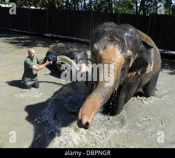 Zoo Usti Nad Labem, Tschechische Republik. 2. August 2013. Weibliche asiatische Elefanten Kala und Delhi werden durch ihre Pfleger Petr Kiebel (nicht abgebildet) und Jan Javurek (links) in Usti Nad Labem Zoo, Tschechische Republik, am 2. August 2013 gekühlt. Bildnachweis: Libor Zavoral/CTK Foto/Alamy Live-Nachrichten Stockfoto