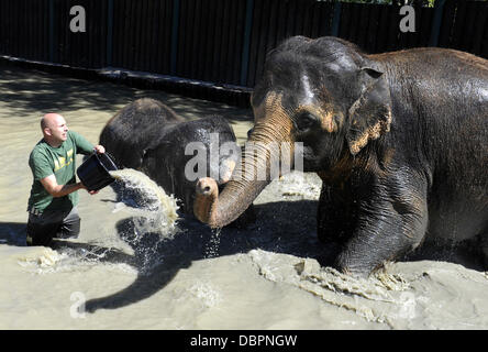 Zoo Usti Nad Labem, Tschechische Republik. 2. August 2013. Weibliche asiatische Elefanten Kala und Delhi werden durch ihre Pfleger Petr Kiebel (nicht abgebildet) und Jan Javurek (links) in Usti Nad Labem Zoo, Tschechische Republik, am 2. August 2013 gekühlt. Bildnachweis: Libor Zavoral/CTK Foto/Alamy Live-Nachrichten Stockfoto