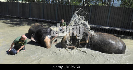 Zoo Usti Nad Labem, Tschechische Republik. 2. August 2013. Weibliche asiatische Elefanten Kala und Delhi werden durch ihre Pfleger Petr Kiebel (Mitte) und Jan Javurek (links) in Usti Nad Labem Zoo, Tschechische Republik, am 2. August 2013 gekühlt. Bildnachweis: Libor Zavoral/CTK Foto/Alamy Live-Nachrichten Stockfoto