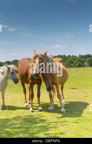 Mutter und Baby Pony kuscheln auf einen wunderschönen blauen Himmel sonnigen Sommertag Stockfoto