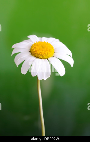 Leucanthemum Ircutianum (Vulgare), vertikale Porträt von Blumen mit schön konzentrieren grünen Hintergrund. Stockfoto