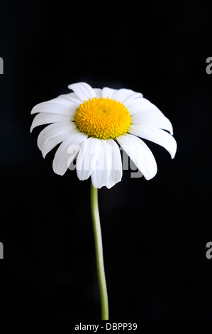 Leucanthemum Ircutianum (Vulgare), vertikale Porträt von Blumen mit schön konzentrieren schwarzen Hintergrund. Stockfoto