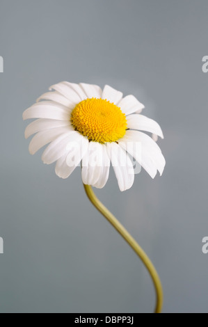 Leucanthemum Ircutianum (Vulgare) vertikale Porträt von Blumen mit schön konzentrieren grau hinterlegt. Stockfoto