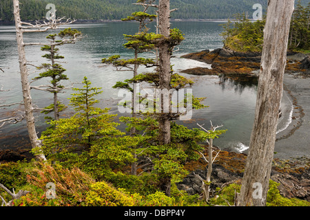 Sitka-Fichte auf der Gordon Inseln Haida Gwaii Queen Charlotte Islands Gwaii Haanas NP British Columbia Kanada Stockfoto