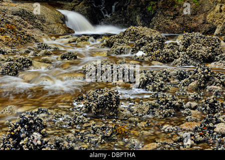 Lachs streamen Wasserfall mündet in Equinox Cove Haida Gwaii Queen Charlotte Islands Gwaii Haanas NP British Columbia Kanada Stockfoto