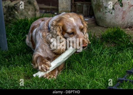 Cocker Spaniel Stockfoto