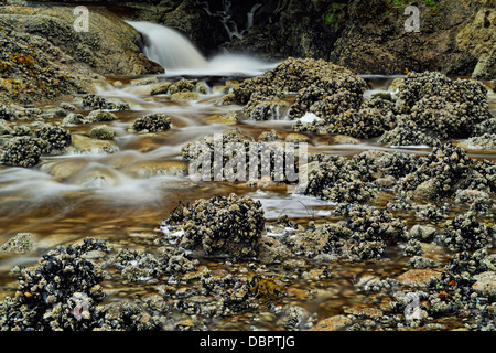 Lachs streamen Wasserfall mündet in Equinox Cove Haida Gwaii Queen Charlotte Islands Gwaii Haanas NP British Columbia Kanada Stockfoto