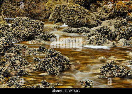 Lachs streamen Wasserfall mündet in Equinox Cove Haida Gwaii Queen Charlotte Islands Gwaii Haanas NP British Columbia Kanada Stockfoto