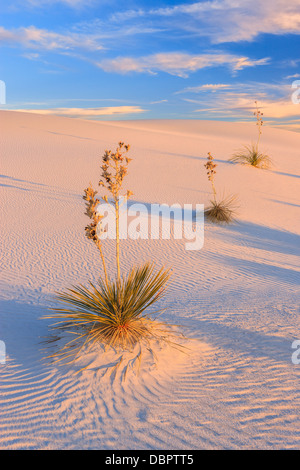 White Sands National Monument, in der Nähe von Alamagordo, New Mexico, Teil der Chihuahua-Wüste. Stockfoto