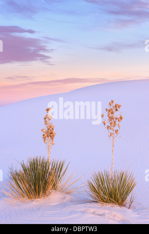 White Sands National Monument, in der Nähe von Alamagordo, New Mexico, Teil der Chihuahua-Wüste. Stockfoto