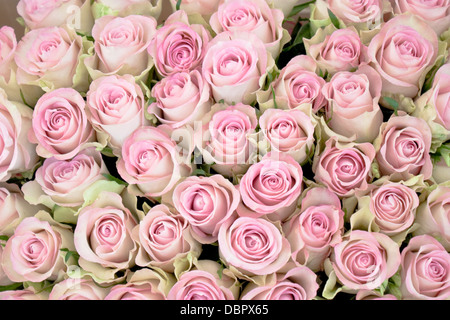 Nahaufnahme von einem Bouquet von frischen sanften rosa Rosen Stockfoto