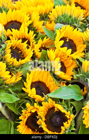 eine Reihe von leuchtenden Sonnenblumen Stockfoto