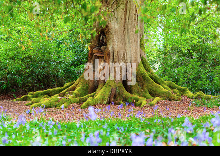 Nahaufnahme des Rumpfes Moos bedeckt von einem ausgewachsenen Baum in einem Wald von bluebell Stockfoto