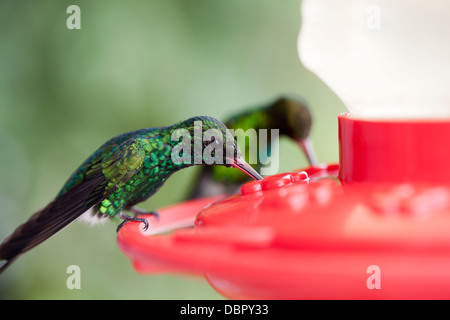 Canivet des Emerald (Chlorostilbon Canivetii Canivetii), Canivets Unterart, Männlich Stockfoto