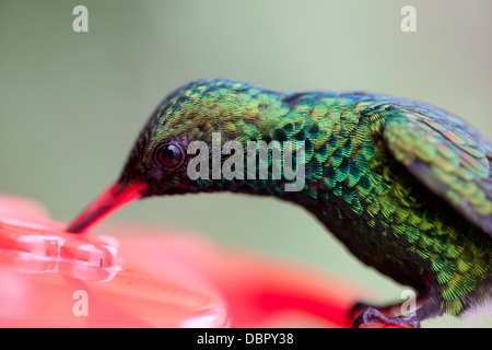 Canivet des Emerald (Chlorostilbon Canivetii Canivetii), Canivets Unterart, Männlich Stockfoto