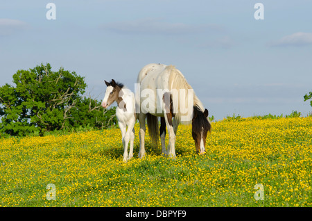 Stute ist Cob x Appaloosa, Fohlen Stute gekreuzt mit Welsh Sektion D, zwei Monate alt ist. Im Bereich der Butterblumen im Juni. Sussex, UK. Stockfoto