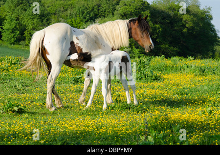 Stute ist Cob x Appaloosa, Fohlen Stute gekreuzt mit Welsh Sektion D, zwei Monate alt ist. Im Bereich der Butterblumen im Juni. Sussex, UK. Stockfoto