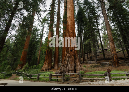 Ansammlung von Mammutbäumen in der Nähe der Straße im Yosemite-Nationalpark Stockfoto