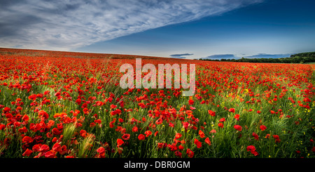 Leuchtend roten Feld von Mohn unter blauem Himmel mit einer Decke von Cirrus Cloud, in der Nähe von Kelso Scottish Borders Stockfoto