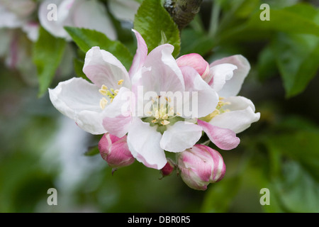 Malus Domestica 'Egremont Russet'. Apfelblüte im Frühjahr. Stockfoto