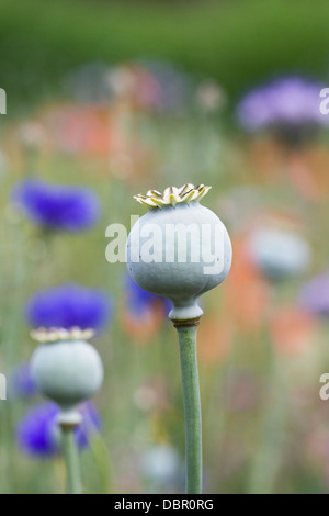 Papaver Somniferum. Mohn Seedheads in eine Wildblumenwiese. Stockfoto