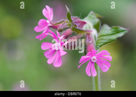 Silene Dioica. Red Campion wächst auf einer Wiese. Stockfoto