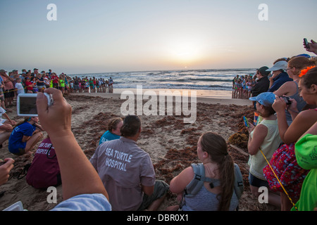 Touristen sehen wie frisch geschlüpften Kemp Ridley Meeresschildkröten in den Golf von Mexiko freigesetzt werden. Stockfoto