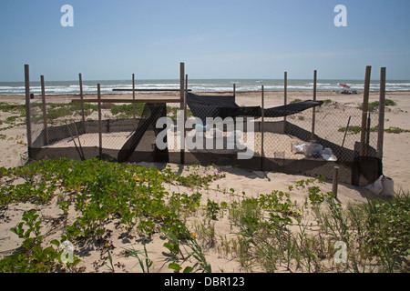 Geschützte Meeresschildkröten Nester auf South Padre Island, Texas Stockfoto