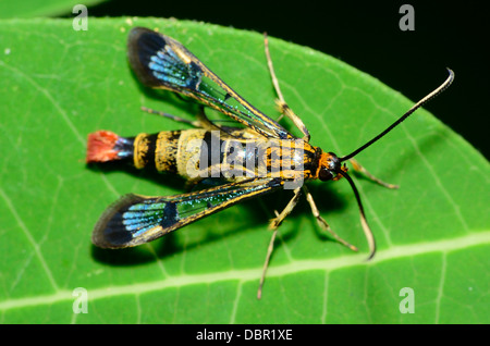 Clearwing Wespe imitieren Moth thront auf einem grünen Blatt. Stockfoto